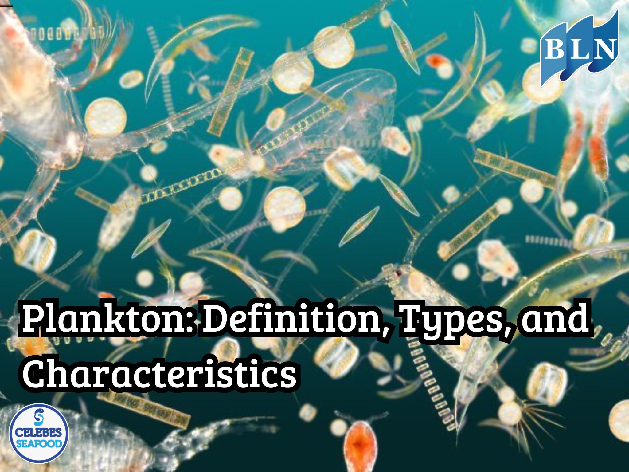 Plankton: Definition, Types, and Characteristics